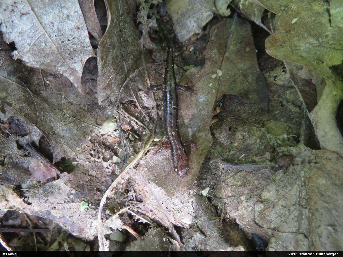 Allegheny Mountain Dusky Salamander