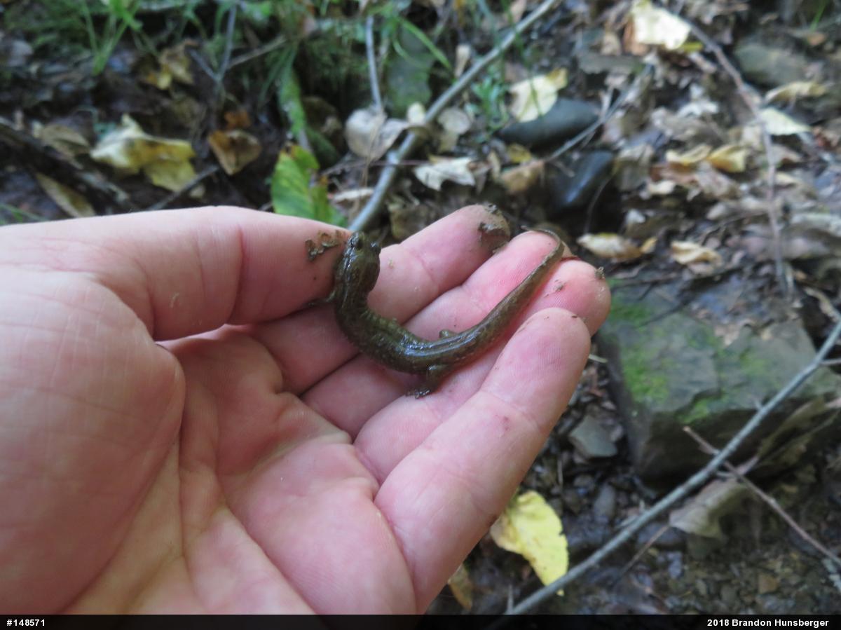 Northern Dusky Salamander