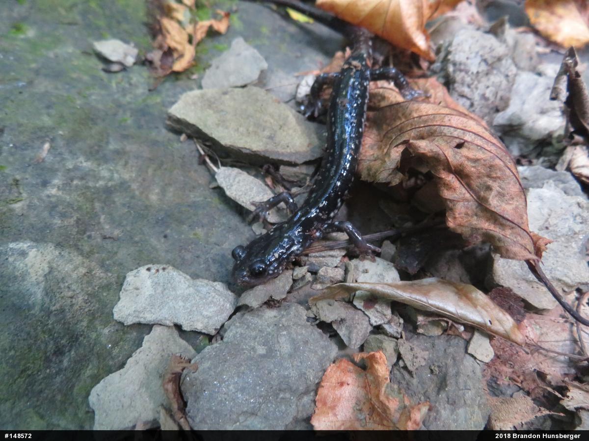 Wehrle's Salamander