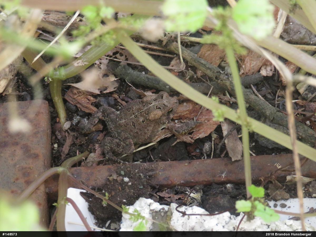 Eastern American Toad