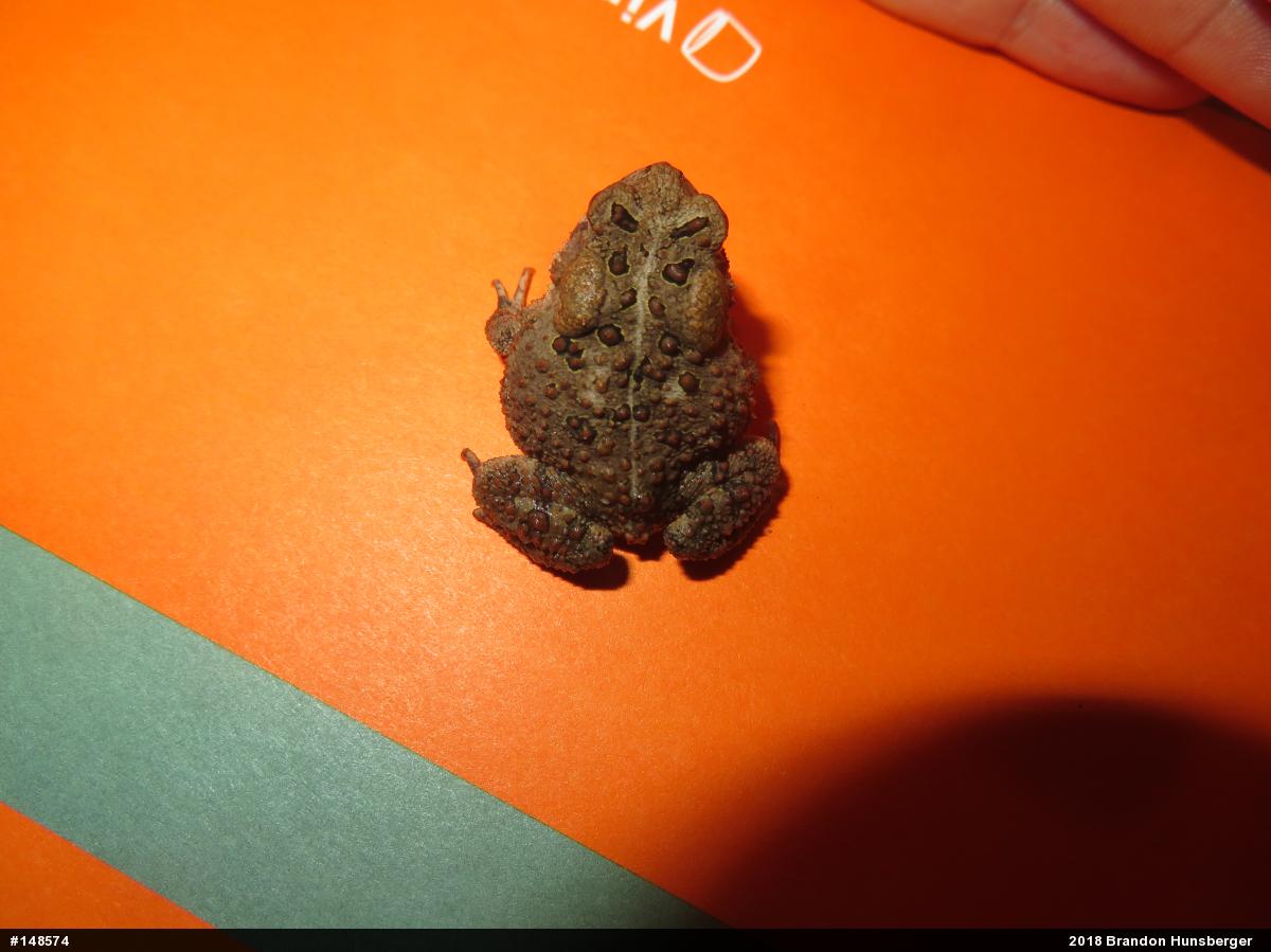 Eastern American Toad