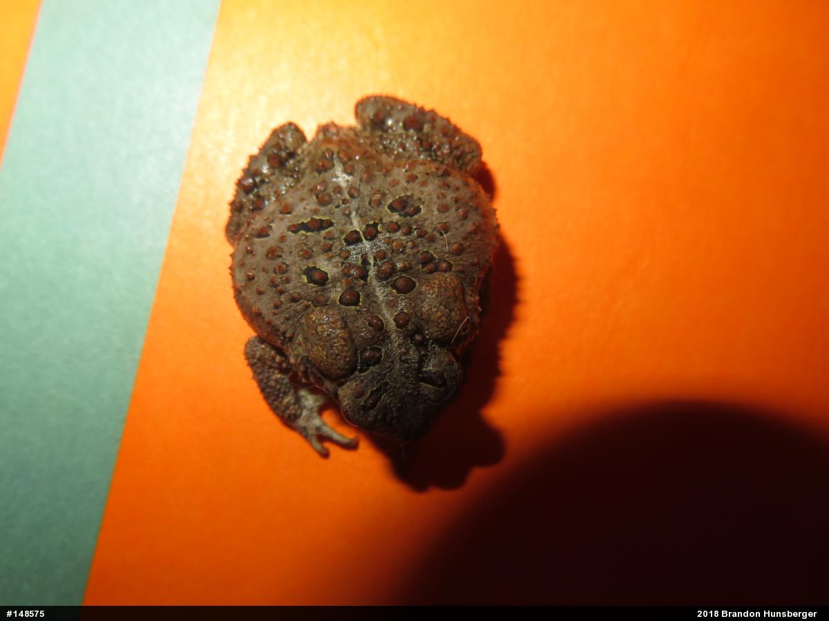 Eastern American Toad