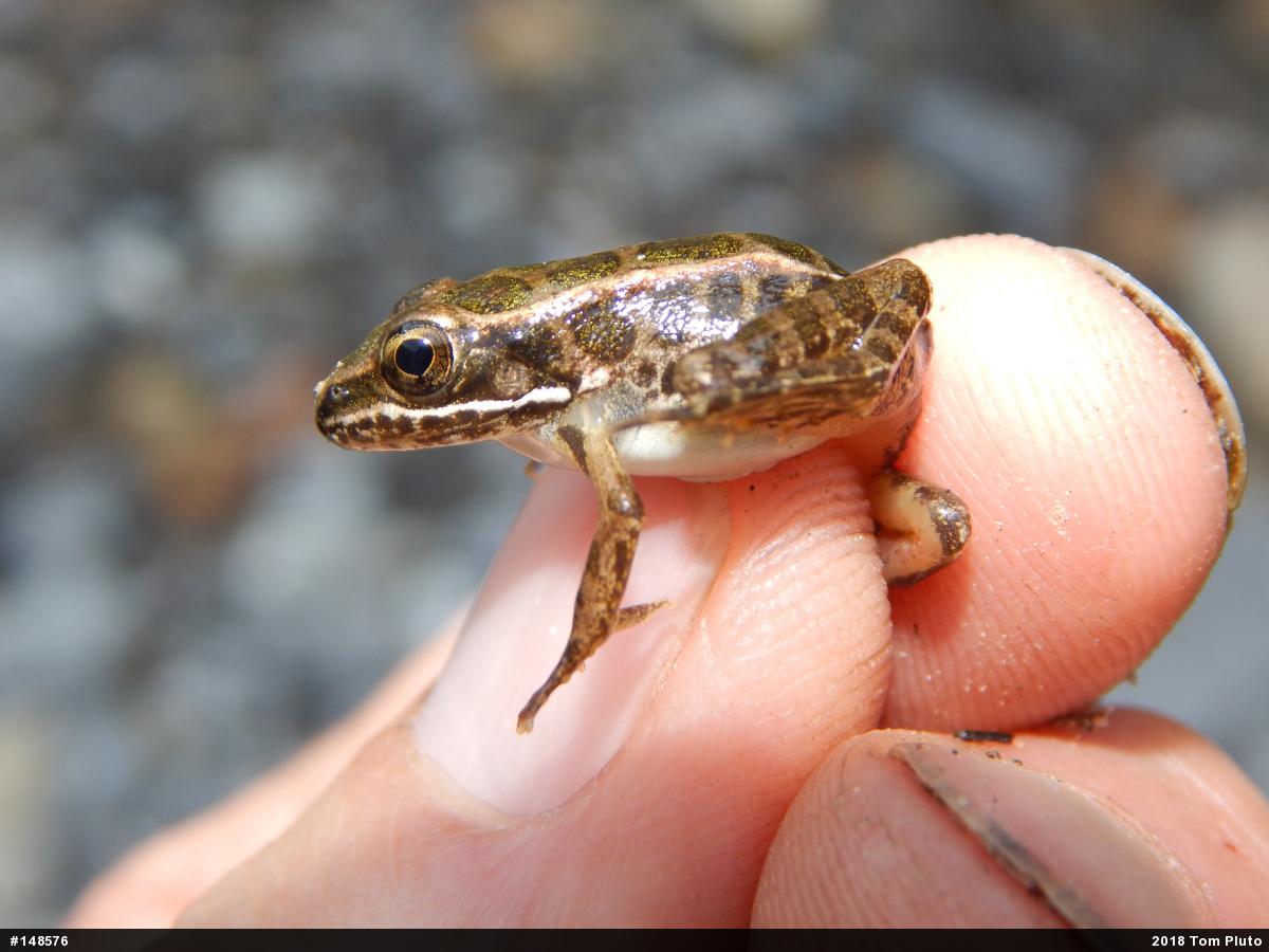 Pickerel Frog