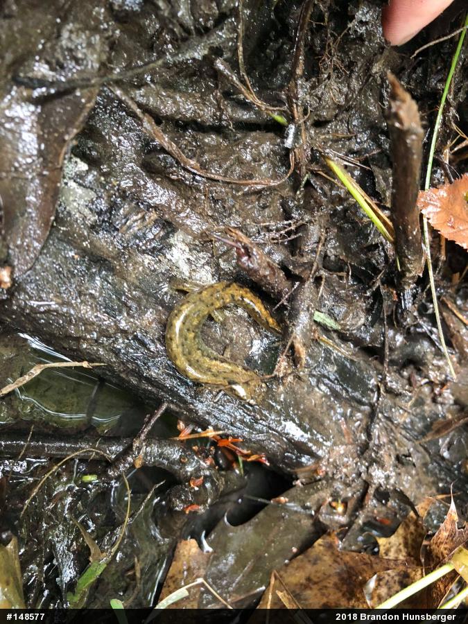 Northern Dusky Salamander