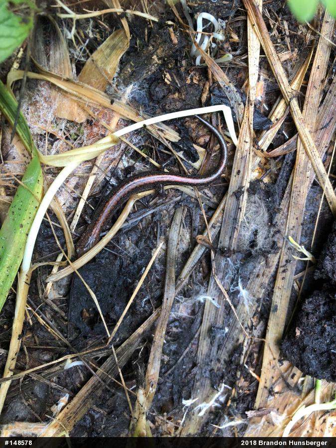 Eastern Red-backed  Salamander