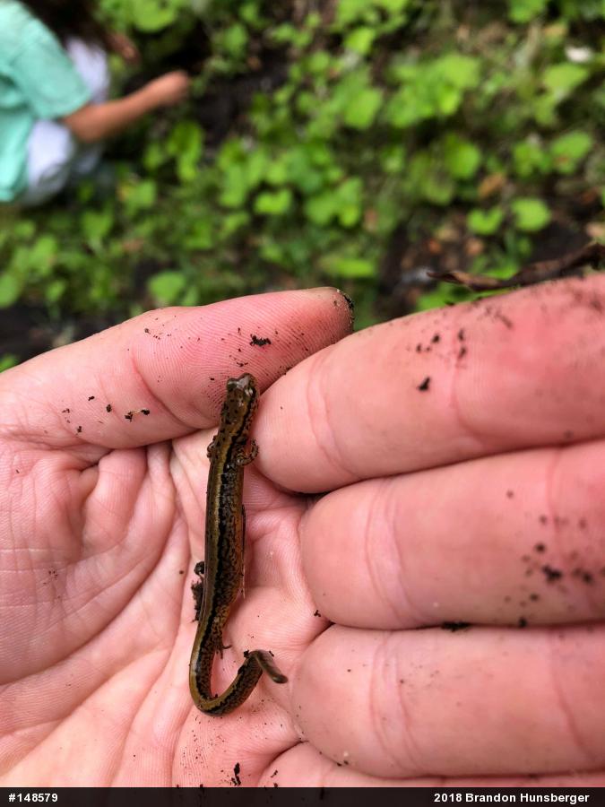 Northern Two-lined Salamander