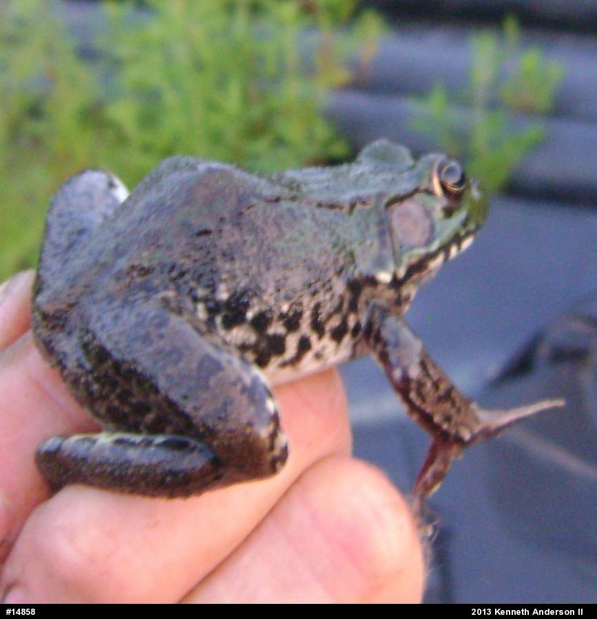 Green Frog
