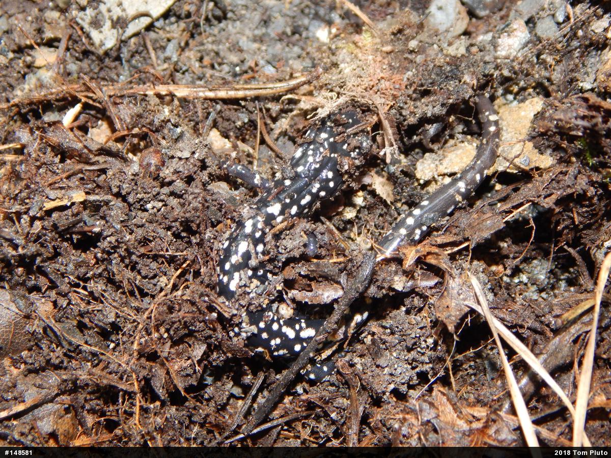 Northern Slimy Salamander