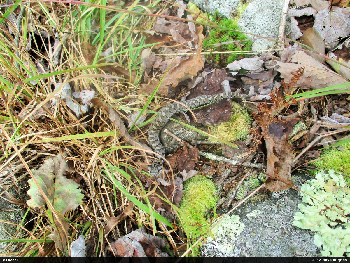 Eastern Hog-nosed Snake
