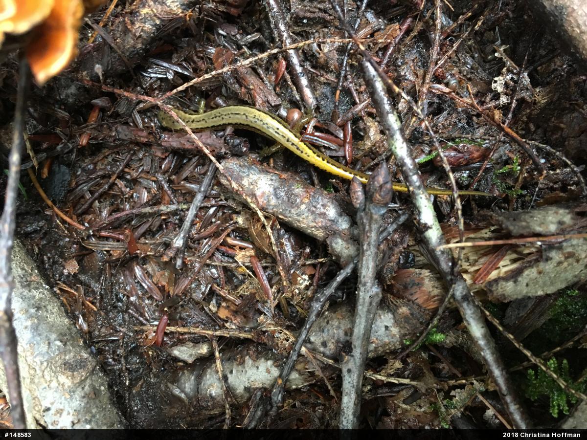Northern Two-lined Salamander