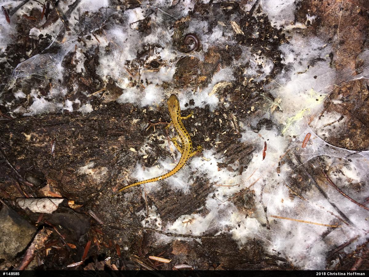 Eastern Long-tailed Salamander
