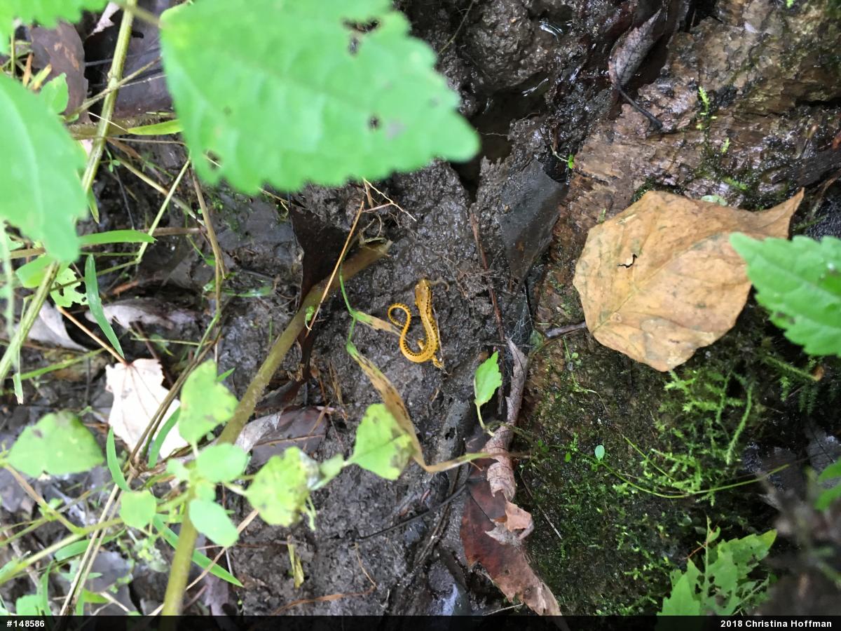 Eastern Long-tailed Salamander