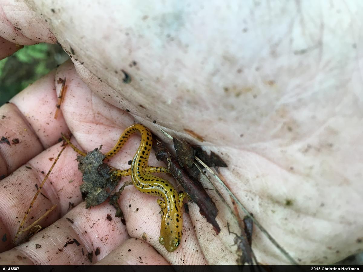 Eastern Long-tailed Salamander