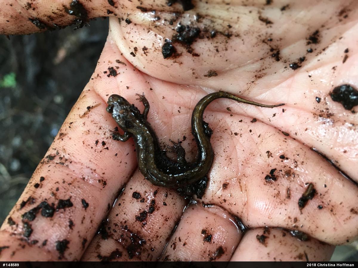 Allegheny Mountain Dusky Salamander