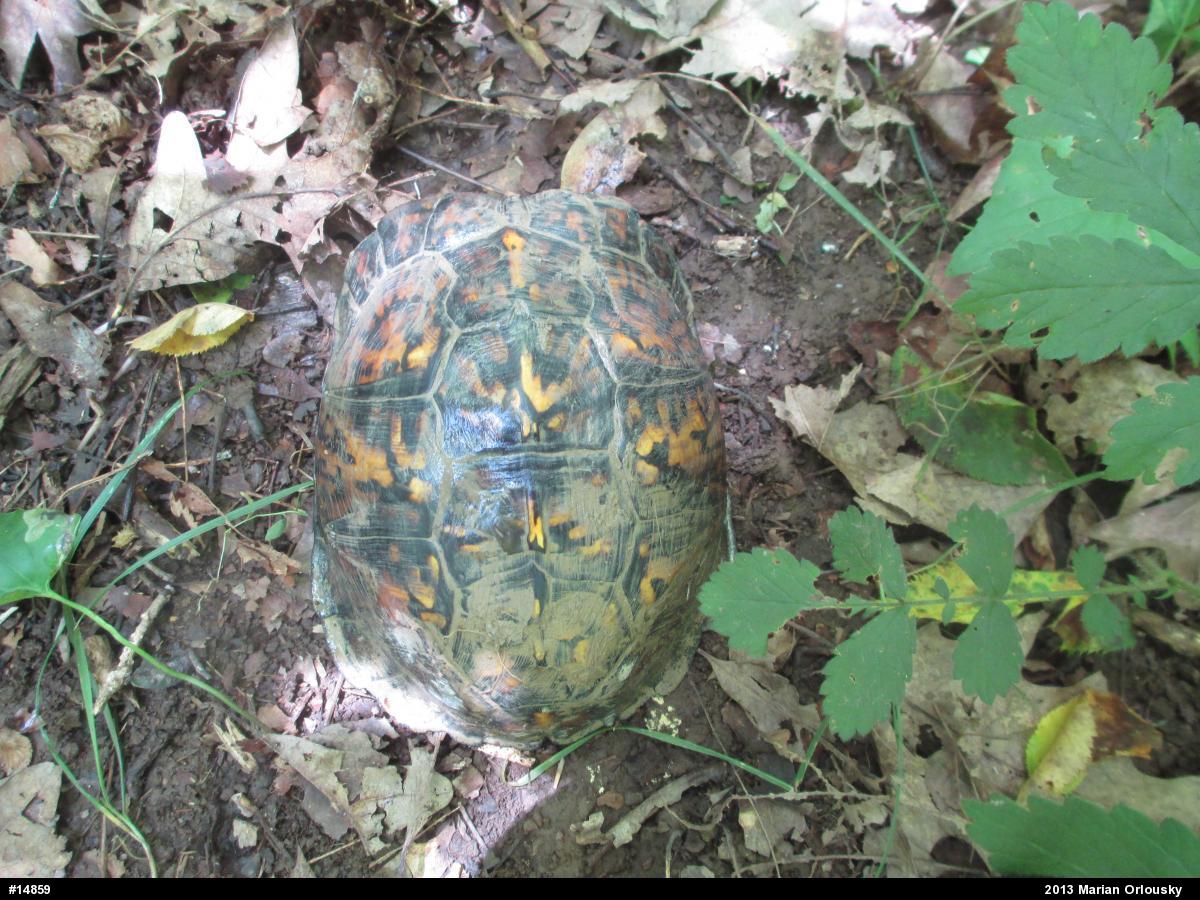 Eastern Box Turtle