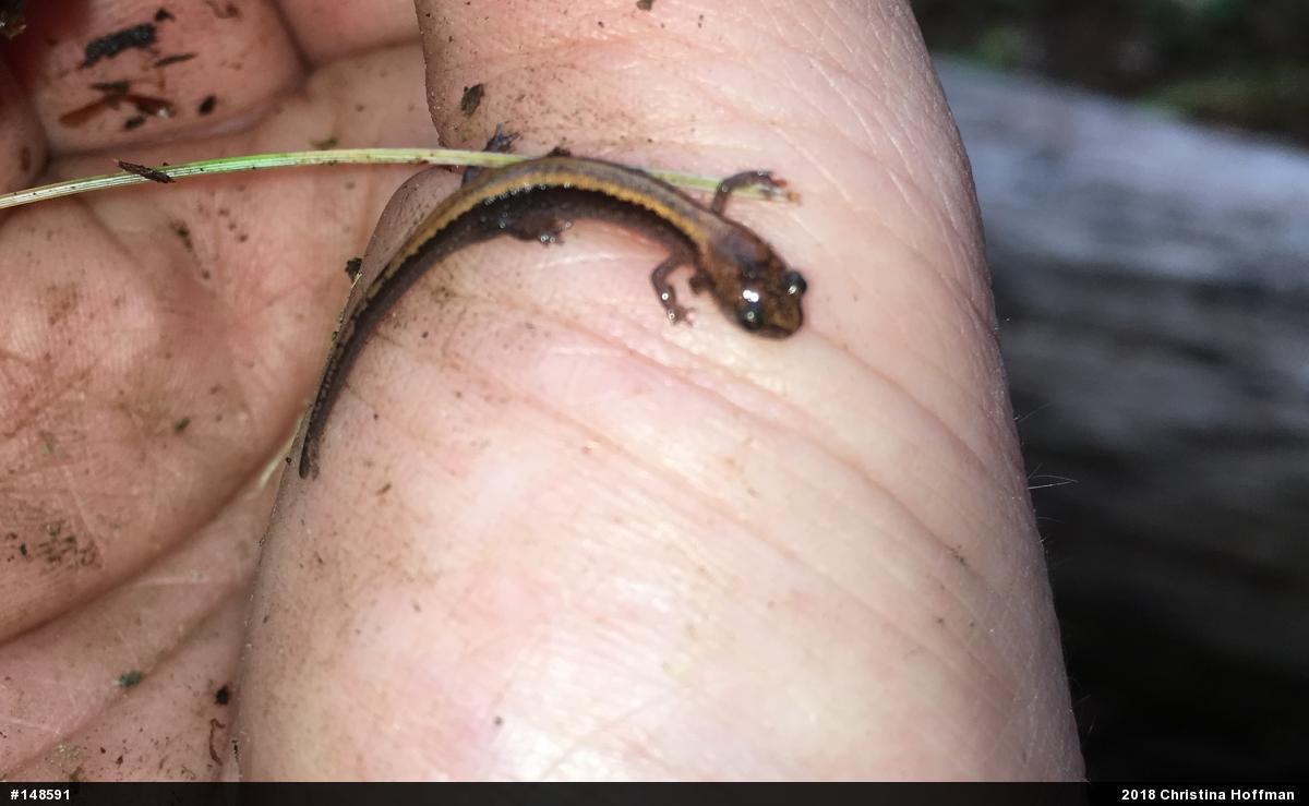 Eastern Red-backed  Salamander