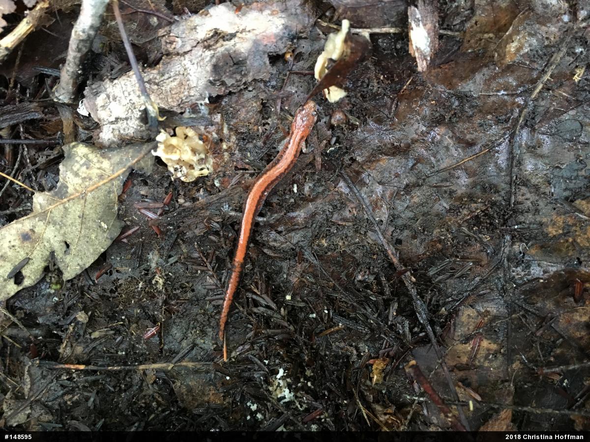 Eastern Red-backed  Salamander