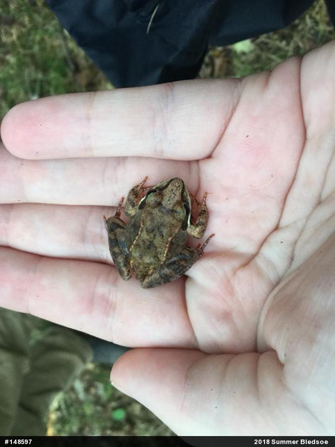 Wood Frog