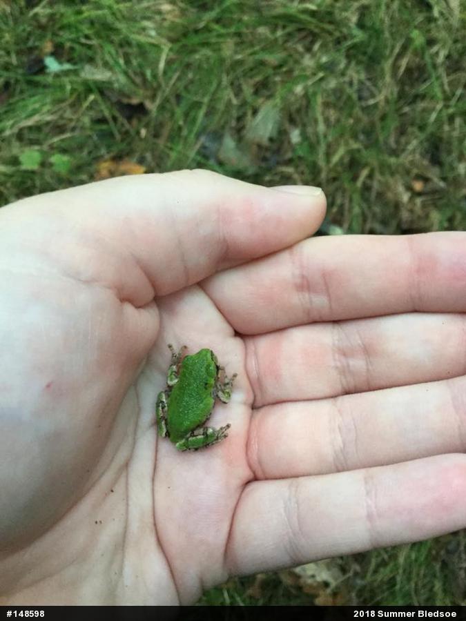 Unknown Gray Treefrog