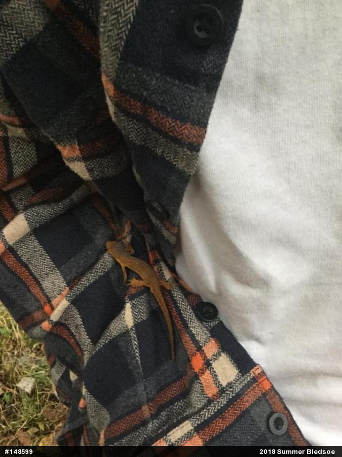 Red-spotted Newt