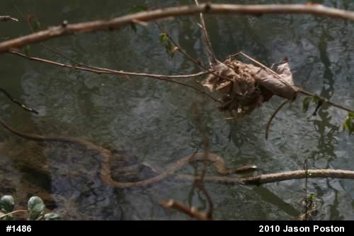 Northern Watersnake