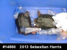 Snapping Turtle