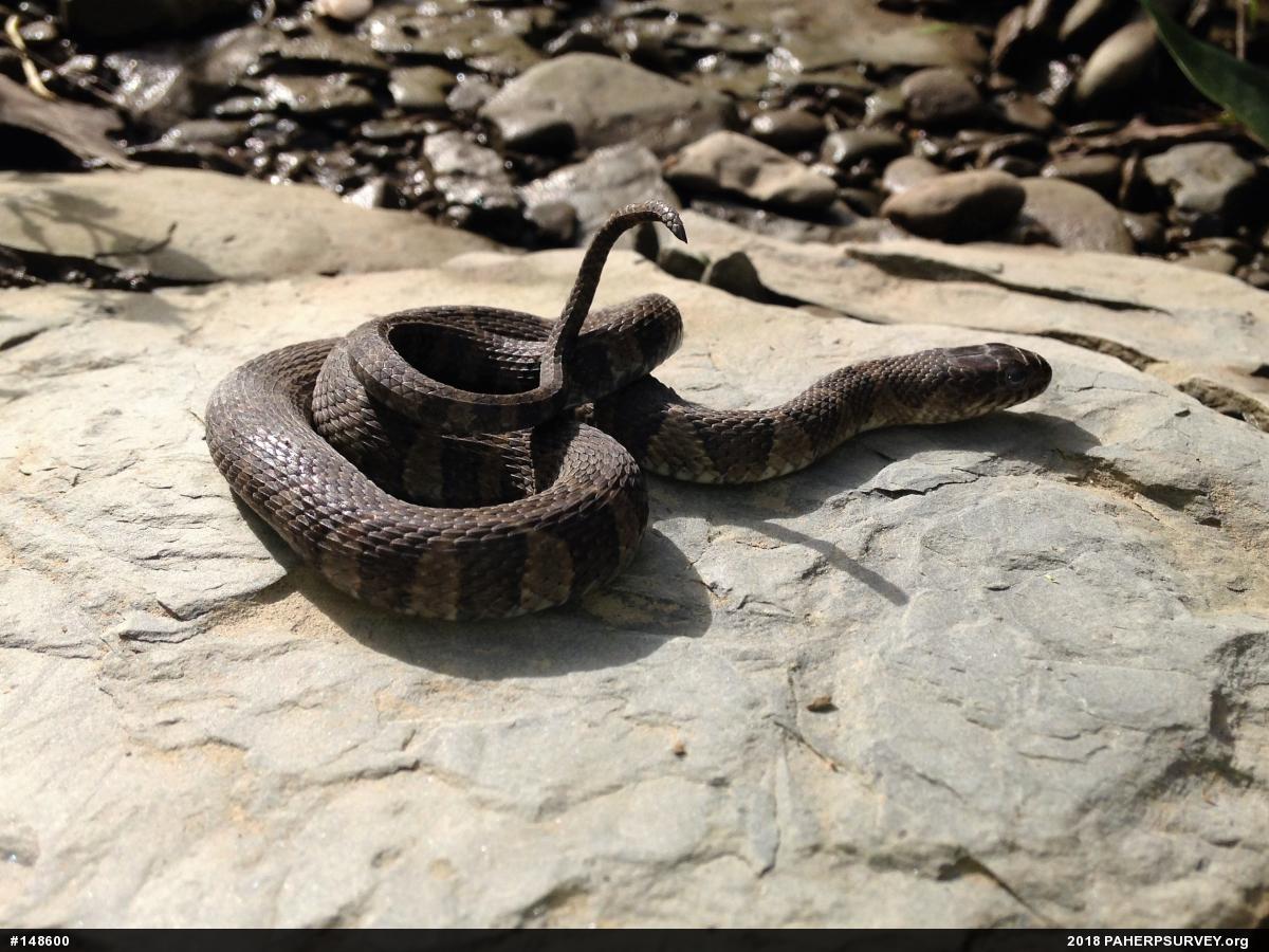 Northern Watersnake