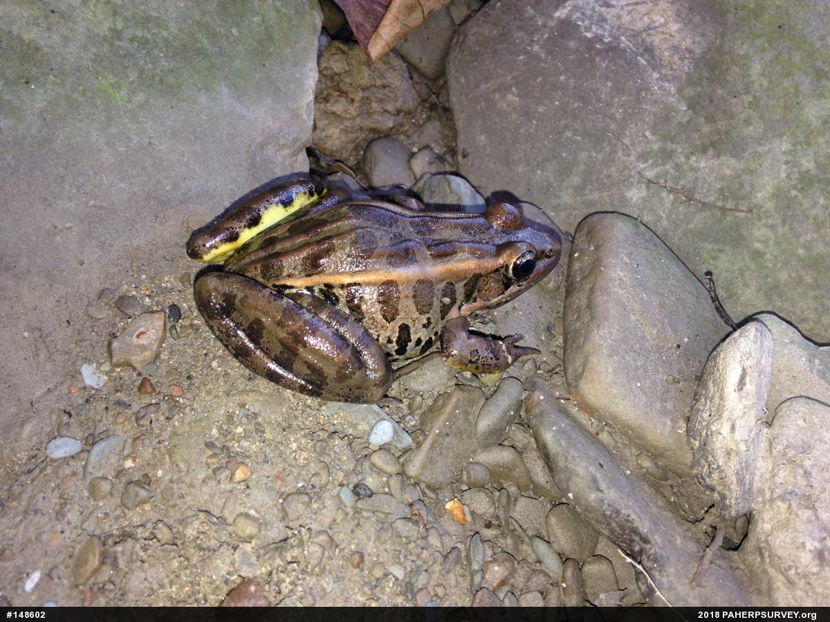 Pickerel Frog