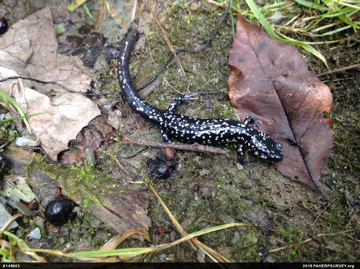 Northern Slimy Salamander