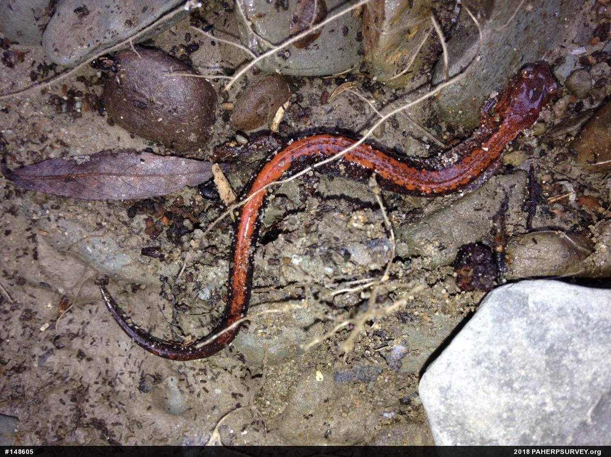 Eastern Red-backed  Salamander