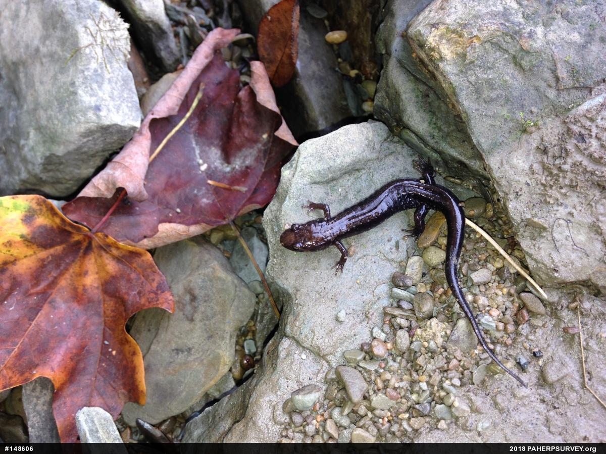 Allegheny Mountain Dusky Salamander