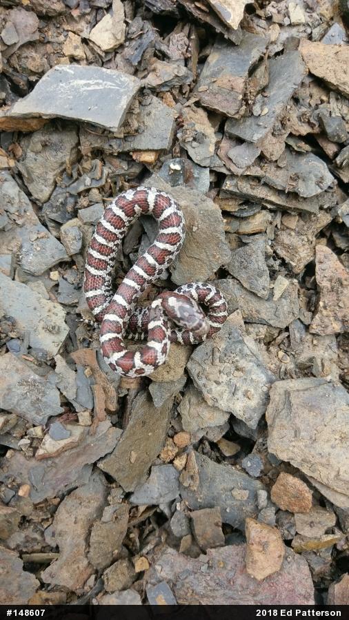 Eastern Milksnake