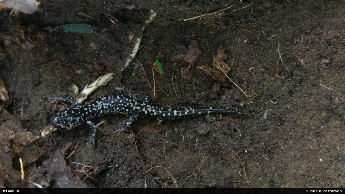 Northern Slimy Salamander