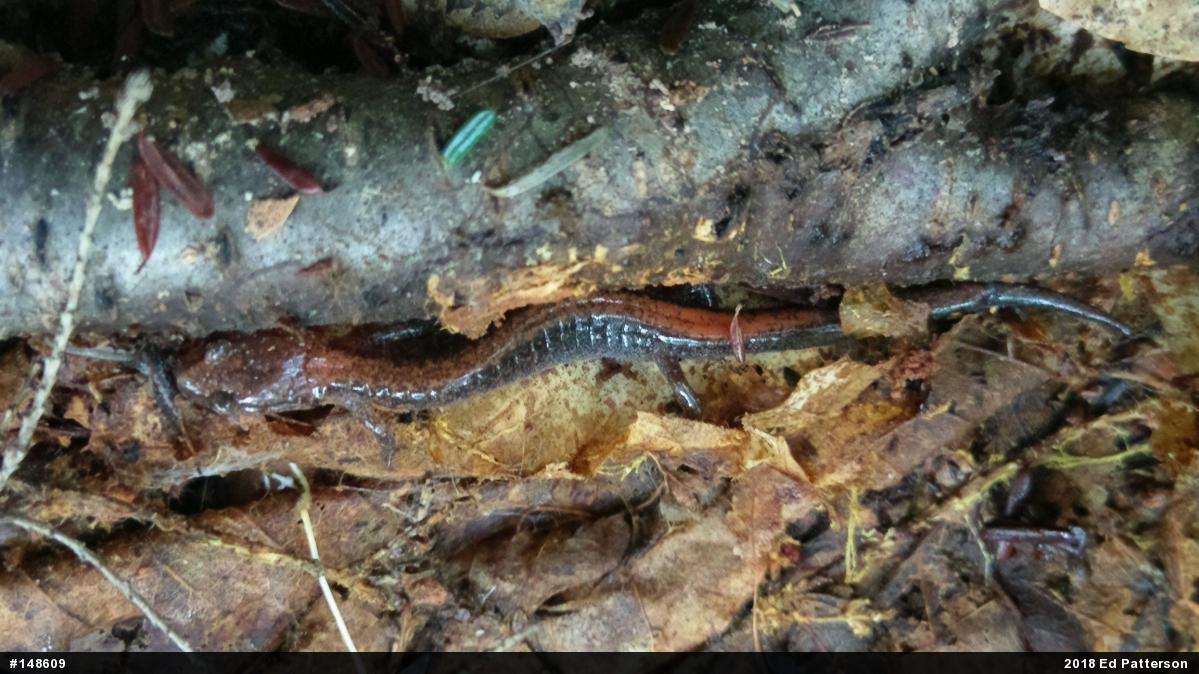 Eastern Red-backed  Salamander