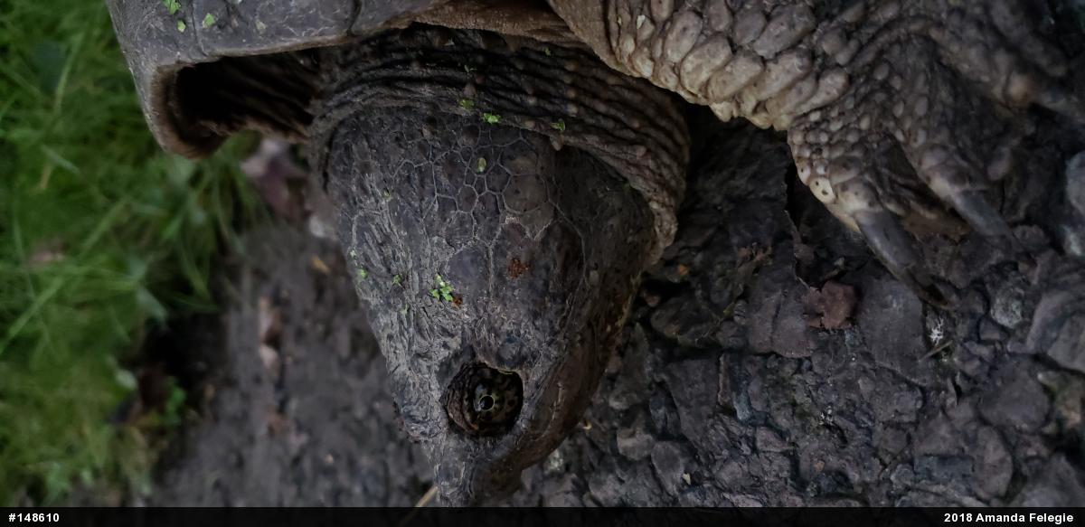 Snapping Turtle