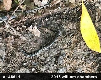 Woodland Salamanders