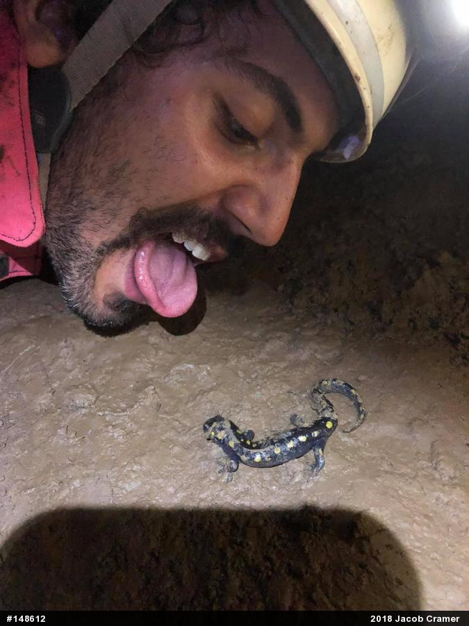 Spotted Salamander