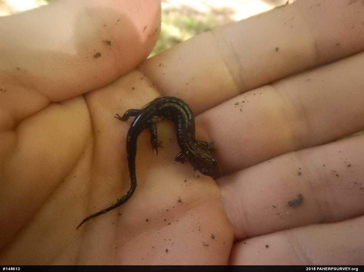 Allegheny Mountain Dusky Salamander
