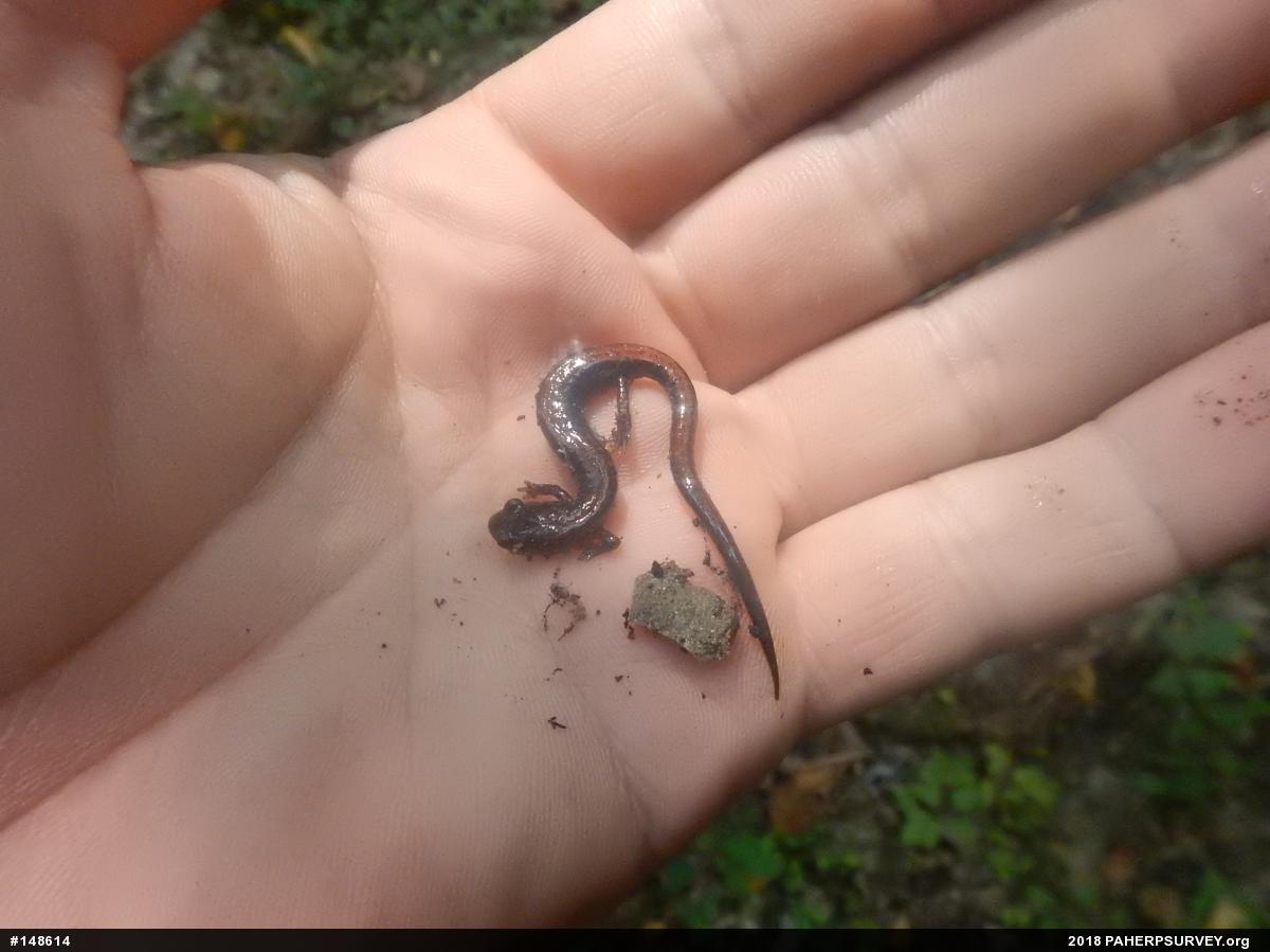 Eastern Red-backed  Salamander