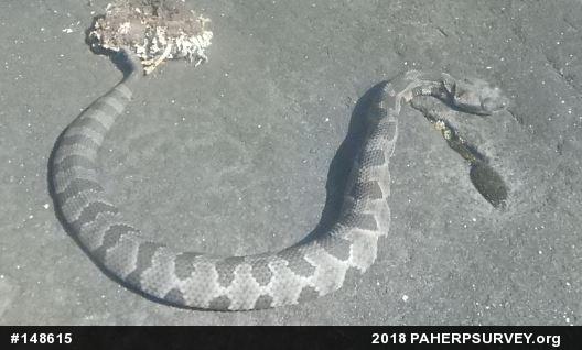 Timber Rattlesnake