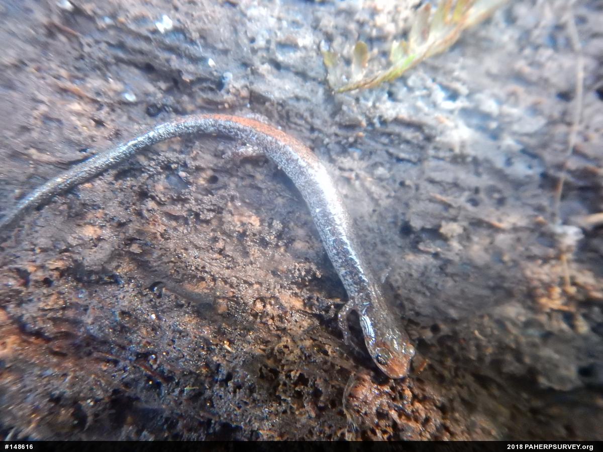 Eastern Red-backed  Salamander