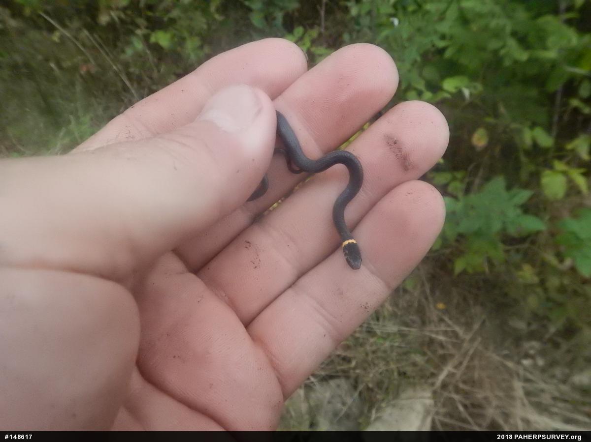 Northern Ring-necked Snake