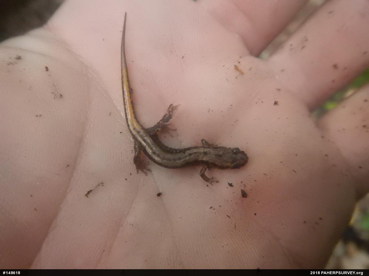 Allegheny Mountain Dusky Salamander