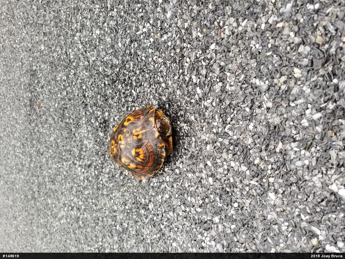 Eastern Box Turtle