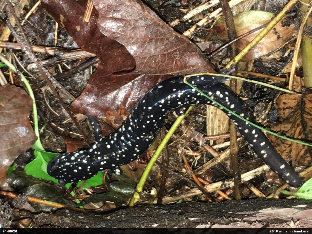 Northern Slimy Salamander