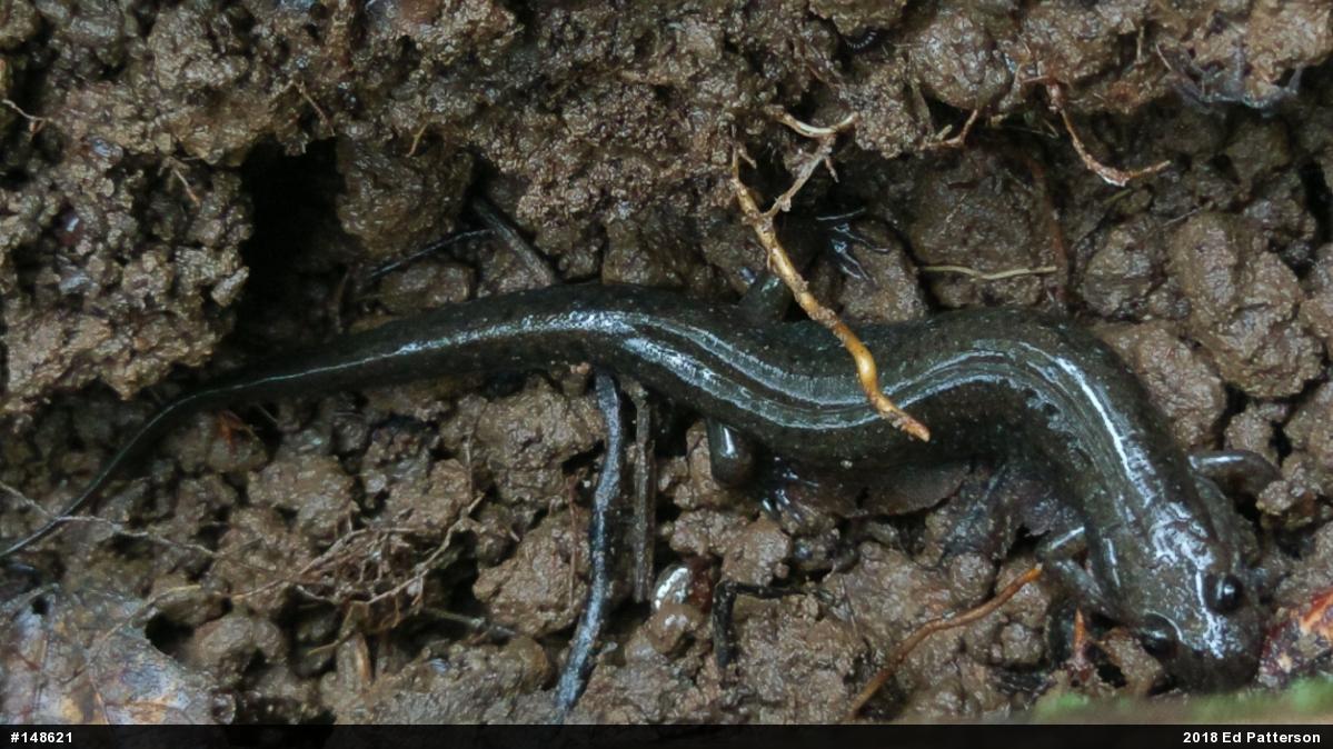 Northern Dusky Salamander