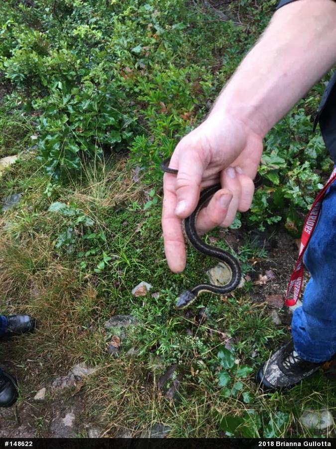Eastern Gartersnake