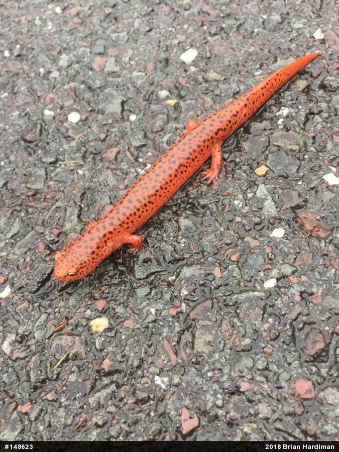 Northern Red Salamander