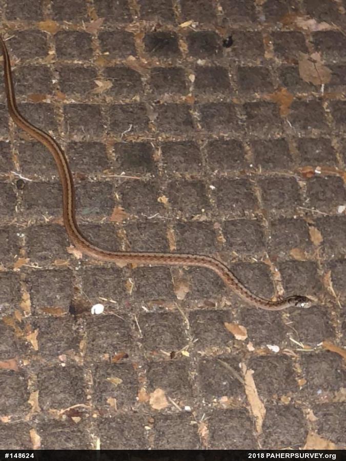 Dekay's Brownsnake