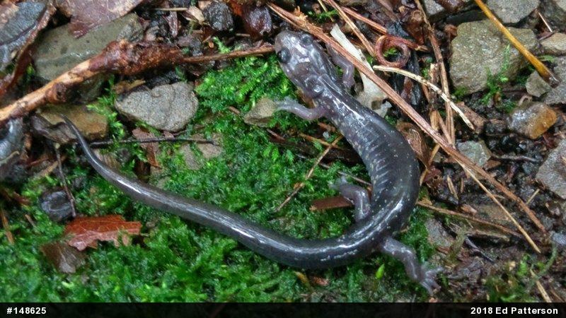 Wehrle's Salamander